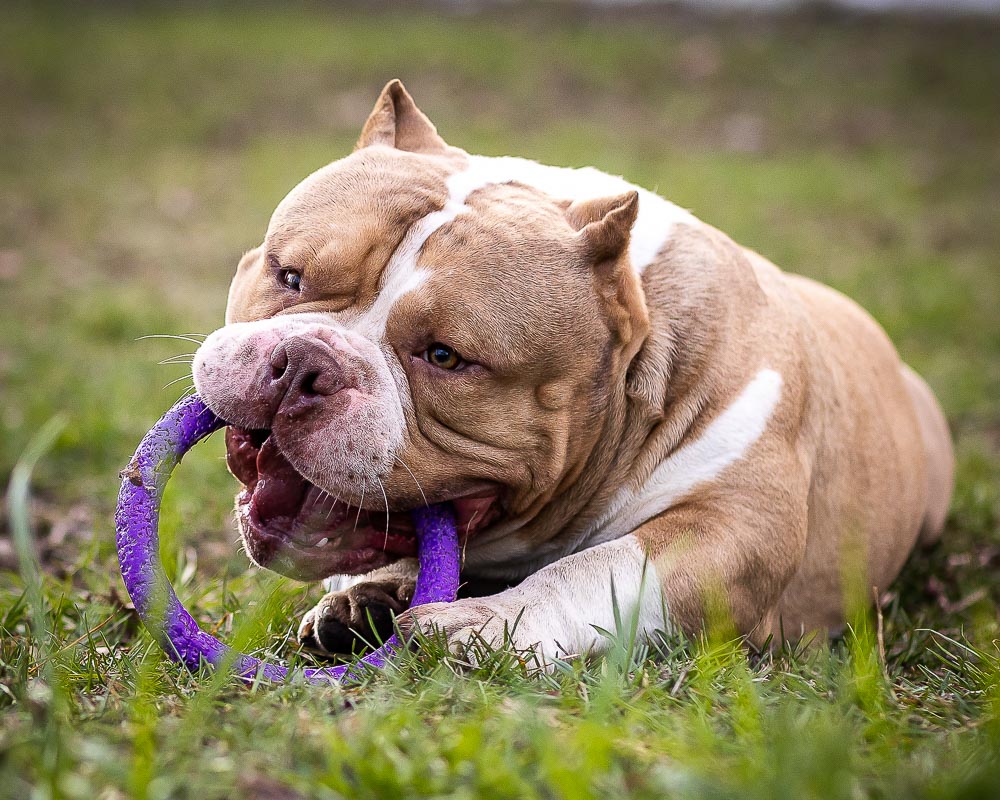 Американский Булли