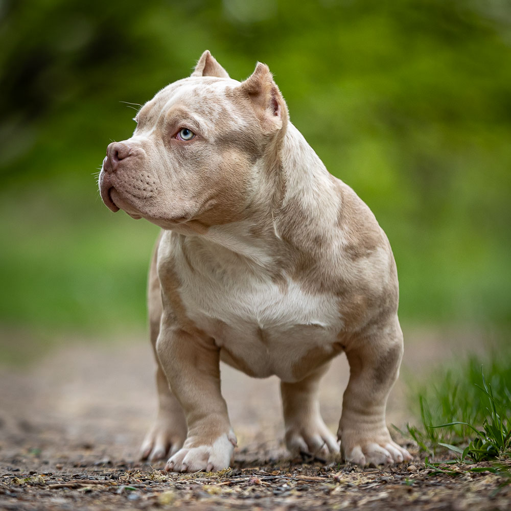 Ultimate Bully Leon King