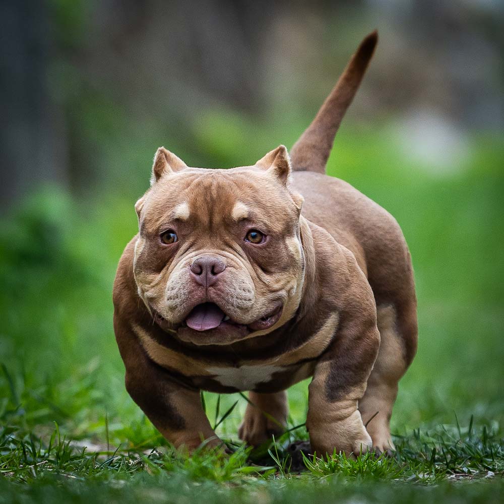 Ultimate Bully Mini-Gun